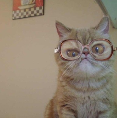 divertente-gatto-con-gli-occhiali